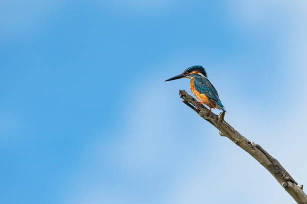 istock Common kingfisher (Alcedo atthis), Danube Delta, Romania 1388521526