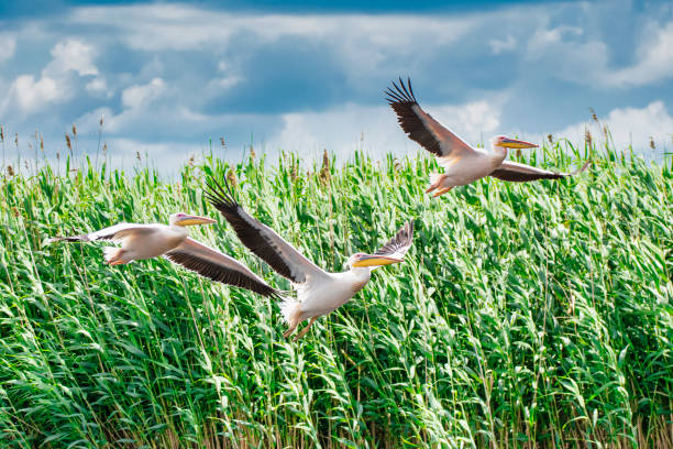 Small flock of Great white pelican (Pelecanus onocrotalus, also known as rosy pelican or eastern white pelican) in flight, Danube Delta. The Danube Delta (Romanian: Delta Dunării) is the second larges river delta in Europe, it is listed as a World Heritage Site. The larger part of the Delta is belonging to Romania, a smaller part to Ukraine.