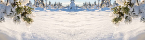 panoramic nature winter snow landscape  background with snowy frozen pine tree, pine cone and icicle, in the beautiful black forest in germany - january winter icicle snowing imagens e fotografias de stock