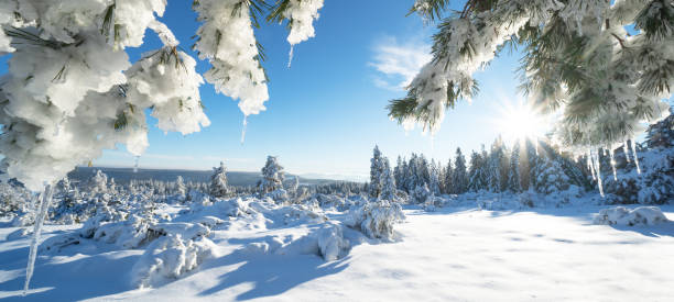 superbe panorama de paysages enneigés en hiver en forêt-noire - vue sur la neige bannière de fond de paysage enneigé avec arbres gelés, ciel bleu glaçon et soleil - black forest forest sky blue photos et images de collection