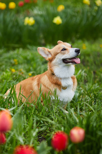 istock Welsh Corgi Pembroke in spring flowers 1388525326