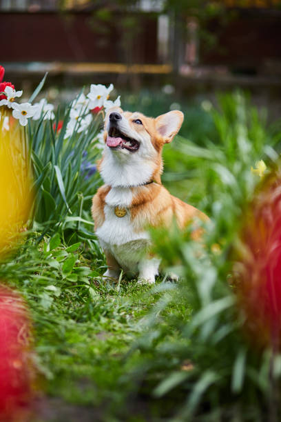 istock Welsh Corgi Pembroke in spring flowers 1388525393