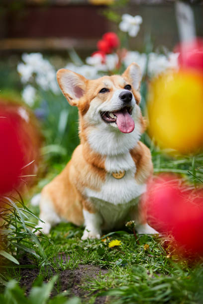 istock Welsh Corgi Pembroke in spring flowers 1388525596