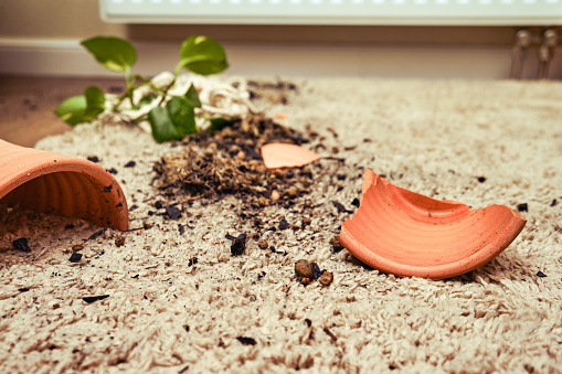 A broken pot with a plant on the floor in the home living room. A houseplant in a broken hanging planter on the carpet