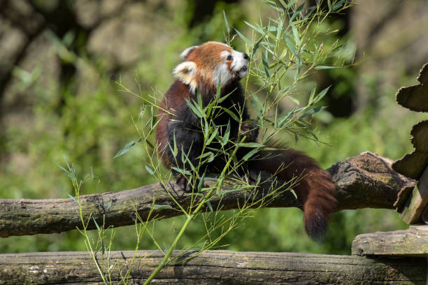 Photography of red panda eating bamboo