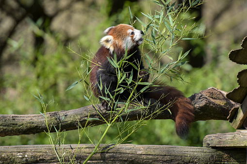 Photography of red panda eating bamboo in a park