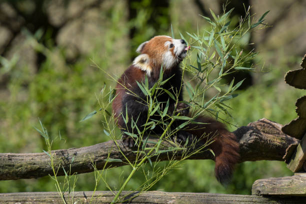 istock Photography of red panda eating bamboo 1388526849