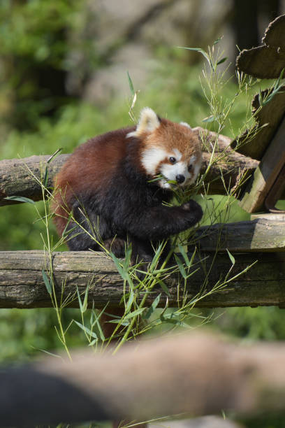 istock Photography of red panda eating bamboo 1388526859