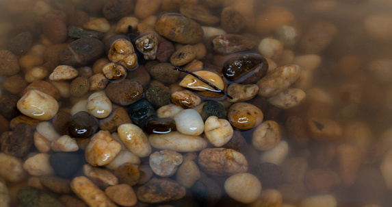 The pebbles that emerged a little above the water and were still wet.