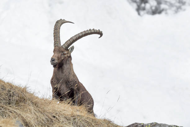 istock Face to face with Alpine ibex male  (Capra ibex) 1388528105