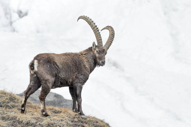 istock Alpine ibex male with glacier on background (Capra ibex) 1388528164