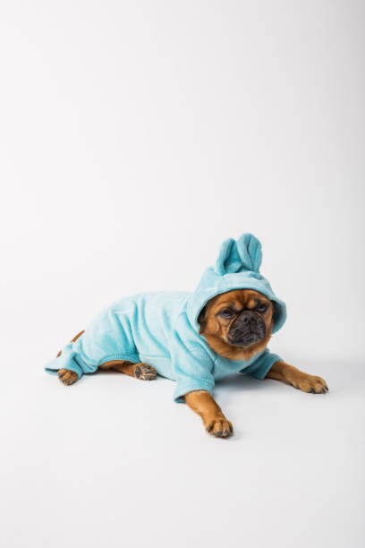 istock Studio shot of a cute pug, dressed up 1388529578