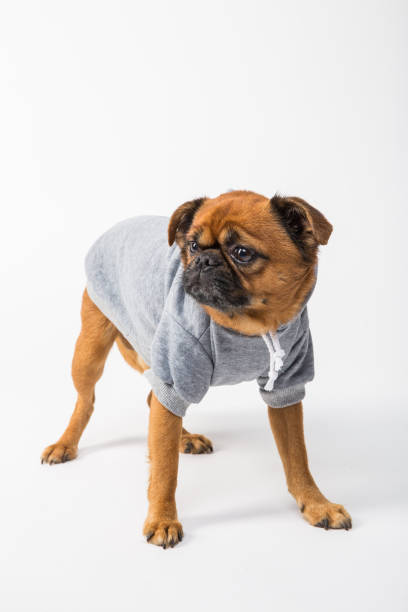 istock Studio shot of a cute pug, dressed up 1388529588