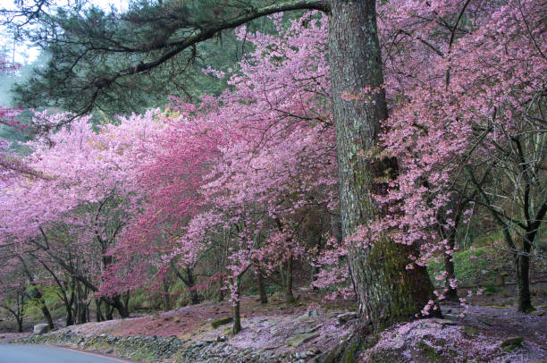 istock Beautiful pink cherry blooms (sakura tree) in the park. 1388529595