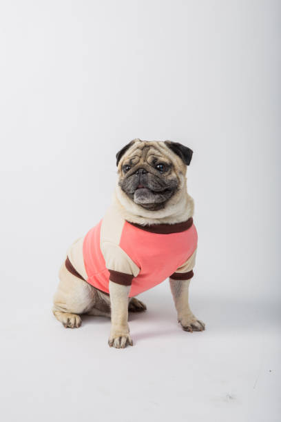 Adorable pug puppy sitting on the floor in a modern apartment, showcasing its playful and curious nature indoors