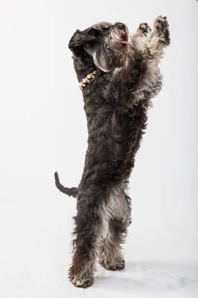 istock Studio shot of a cute Scottish terrier, looking up 1388530209