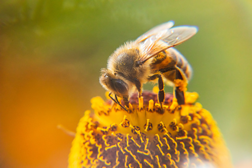 Honey bee covered with yellow pollen drink nectar, pollinating flower. Inspirational natural floral spring or summer blooming garden background. Life of insects. Extreme macro close up selective focus