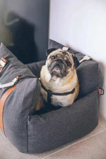 Photo of Portrait of pug waiting patiently for owner