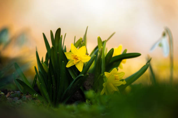 istock Daffodil next to a snowdrop on a flower bed in springtime 1388530686