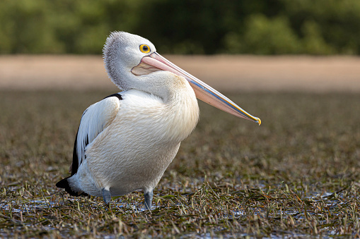 Pelican swimming in the water eating food scraps in the Gippsland Lakes