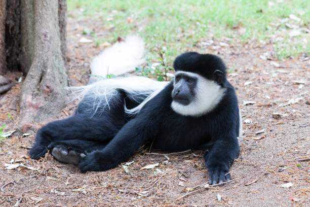 monkey colobus guereza, ethiopia, africa wildlife - colobo preto e branco oriental imagens e fotografias de stock