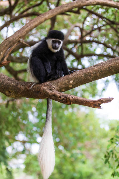 monkey colobus guereza, ethiopia, africa wildlife - colobo preto e branco oriental imagens e fotografias de stock