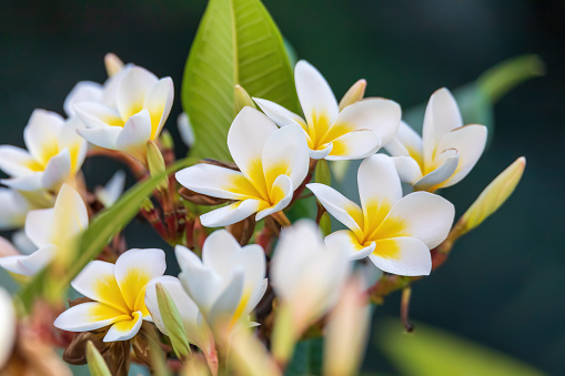 Plumeria (frangipani), hawaiian flower, traditional flower in Thailand and Indonesia and Hawaii.