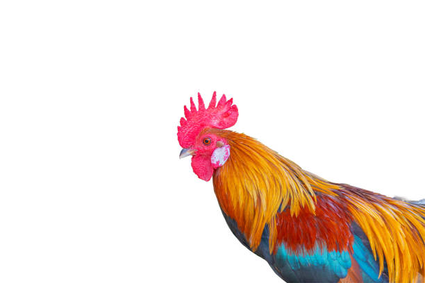 istock beautiful rooster isolated on white background 1388533398