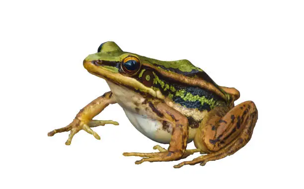 Photo of Water frog or green frog  on wood floor