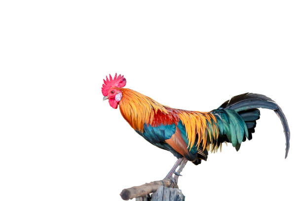 istock beautiful rooster isolated on white background 1388533432
