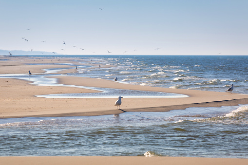 Group of seagulls flying above water against blue sky