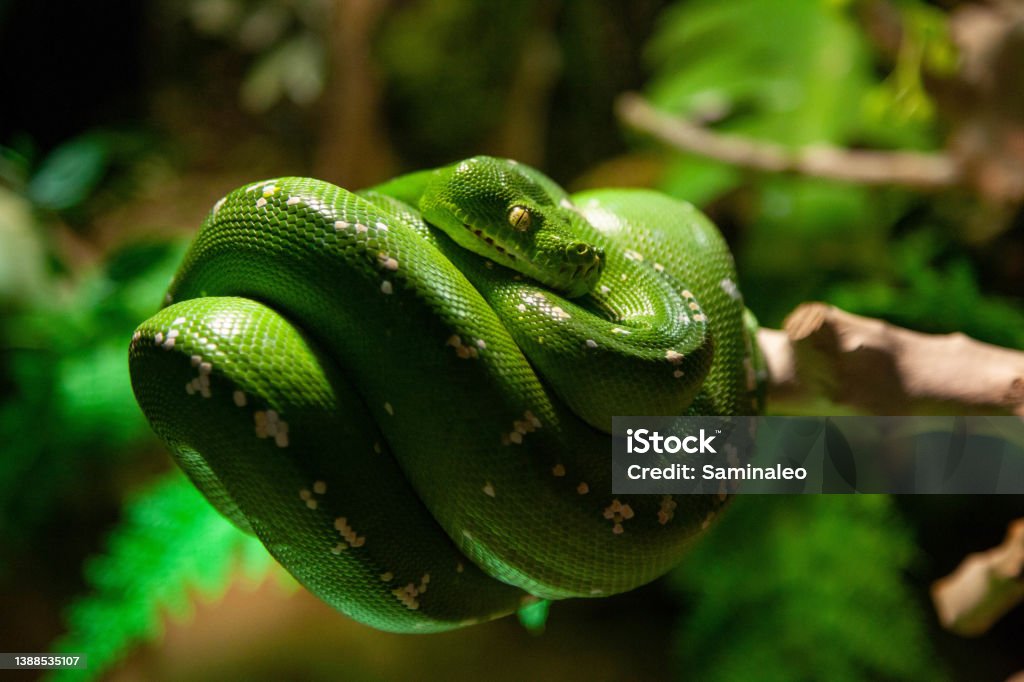 Green Tree Python Wrapped Around A Tree Branch With Its Shiny Green ...