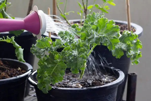 Photo of Watering plants using watering cans, Planting Kale, super foods.