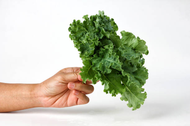 istock Hand holding green curly leaf kale on white background. 1388535288