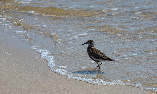 A Dunlin is walking on the beach. Also known as a Red-backed Sandpiper.