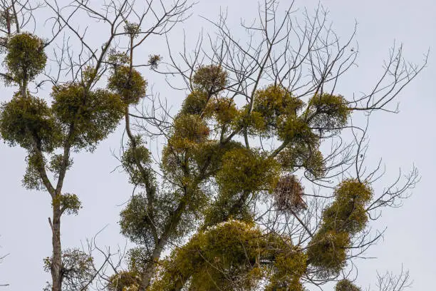 Photo of Green Mistletoes on a tree. Viscum album is a hemiparasite native to Europe and parts of Asia