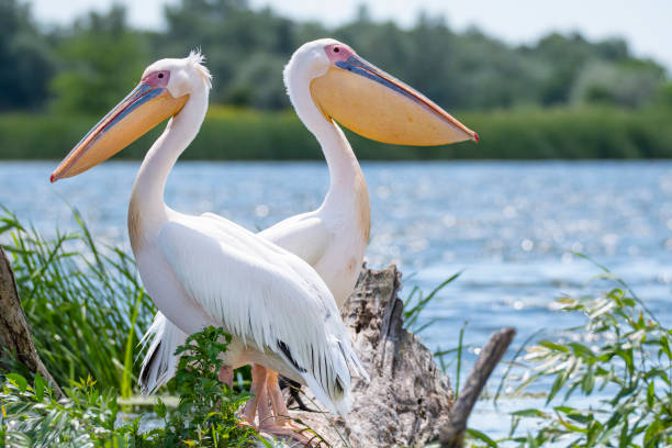 Small flock of Great white pelican (Pelecanus onocrotalus, also known as rosy pelican or eastern white pelican) standing on a river bank the Danube river, Danube Delta. \nThe Danube Delta (Romanian: Delta Dunării) is the second larges river delta in Europe, it is listed as a World Heritage Site. The larger part of the Delta is belonging to Romania, a smaller part to Ukraine.