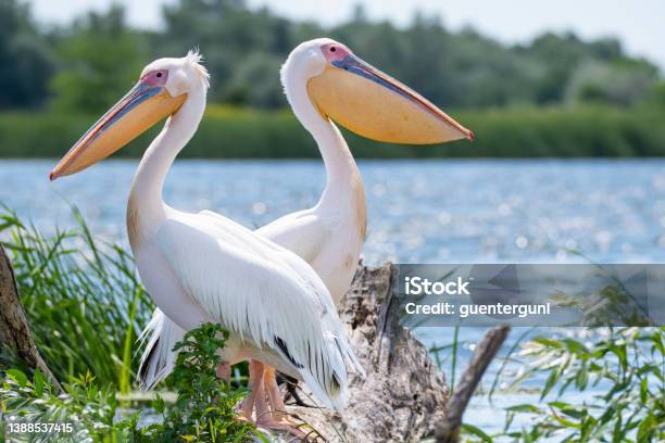 Flock Of Great White Pelicans Danube Delta Romania Stock Photo - Download Image Now