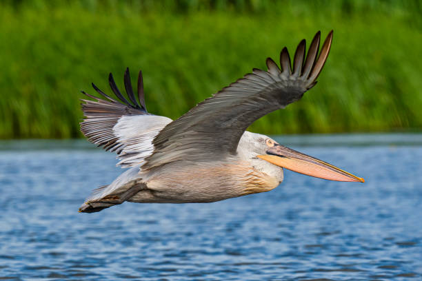 istock Dalmatian pelican (Pelecanus crispus) in flight, Danube Delta, Romania 1388537462
