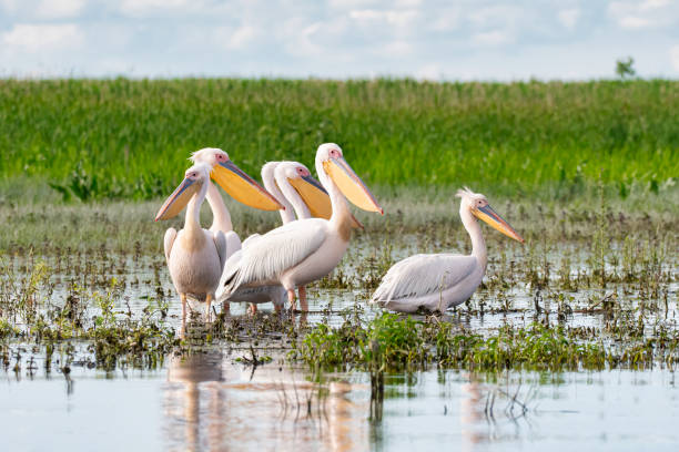 istock Flock of Great white pelicans, Danube Delta, Romania 1388537480