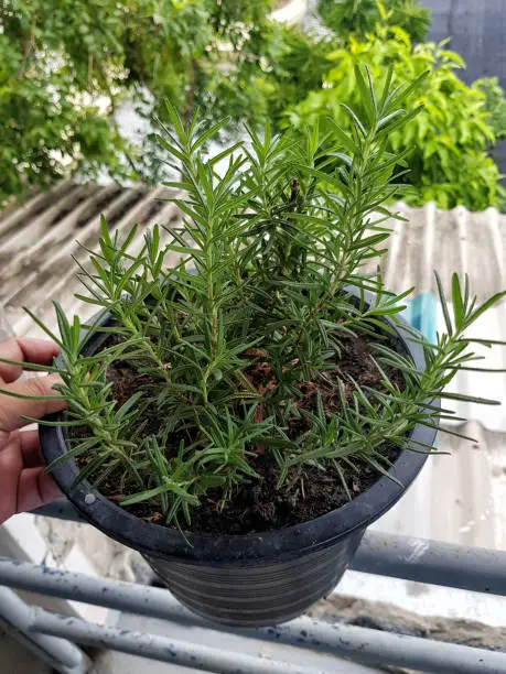 Photo of black pot planted with rosemary.