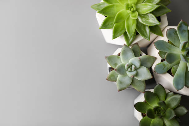 istock Beautiful succulents on light grey table, flat lay. Space for text 1388538390