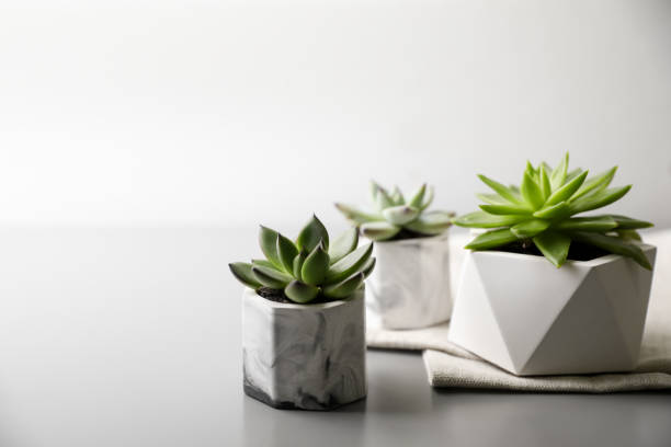 istock Beautiful potted succulents on light grey table 1388538414