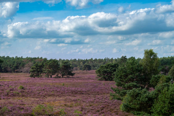 istock Heath blooming in a heathland landscape during summer 1388539670
