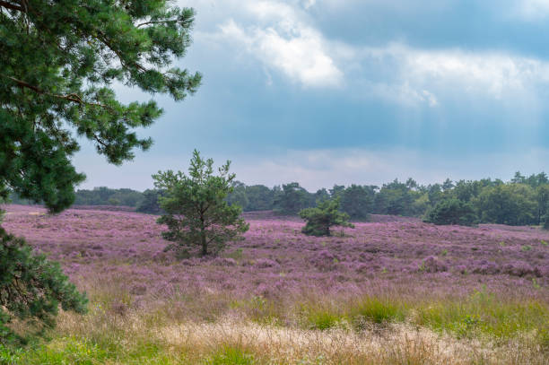 istock Heath blooming in a heathland landscape during summer 1388539908