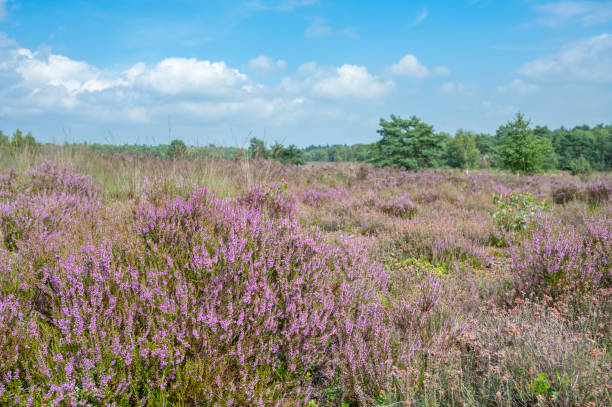 istock Heath blooming in a heathland landscape during summer 1388540070