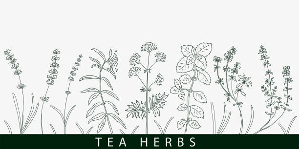 ilustraciones, imágenes clip art, dibujos animados e iconos de stock de tarjeta de hierbas de té. diseño vintage esbozado de ilustración vectorial. - herbal medicine herb sage spice