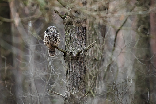 Perched Ural owl (Strix uralensis) on a pine branch. Hunting owl in natural habitat. Owl in the wild, sitting on a branch and looking into the camera in winter. 80 year old pine forest. Poland - Niepołomice Forest.