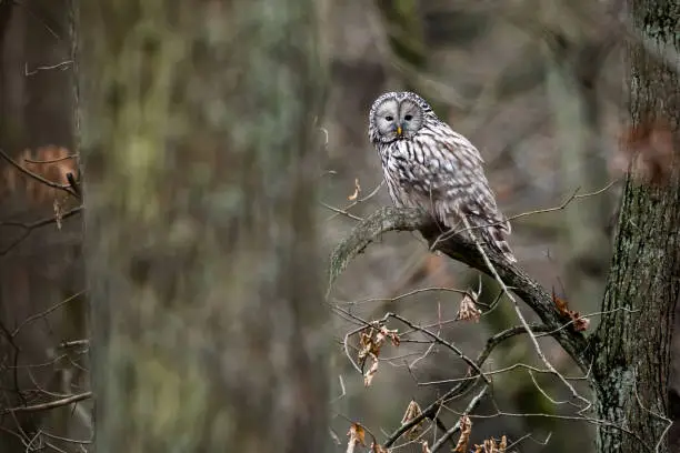 Photo of Ural owl (Strix uralensis) in the wild.