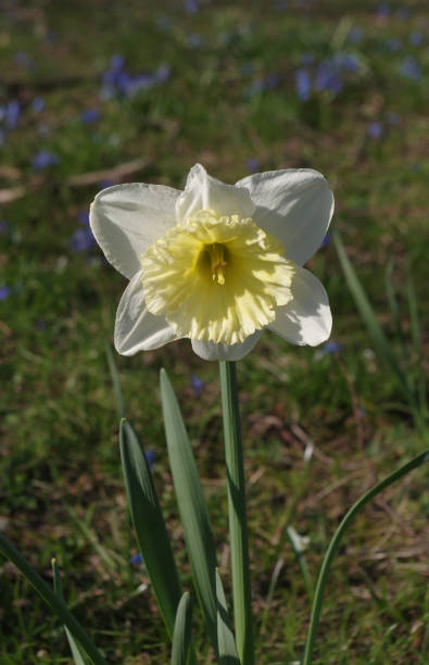 Close up of a daffodil in a park stock photo